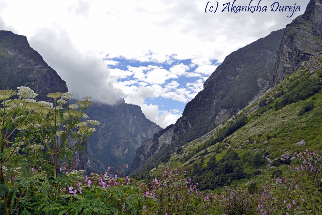 valley of flowers - streettrotter