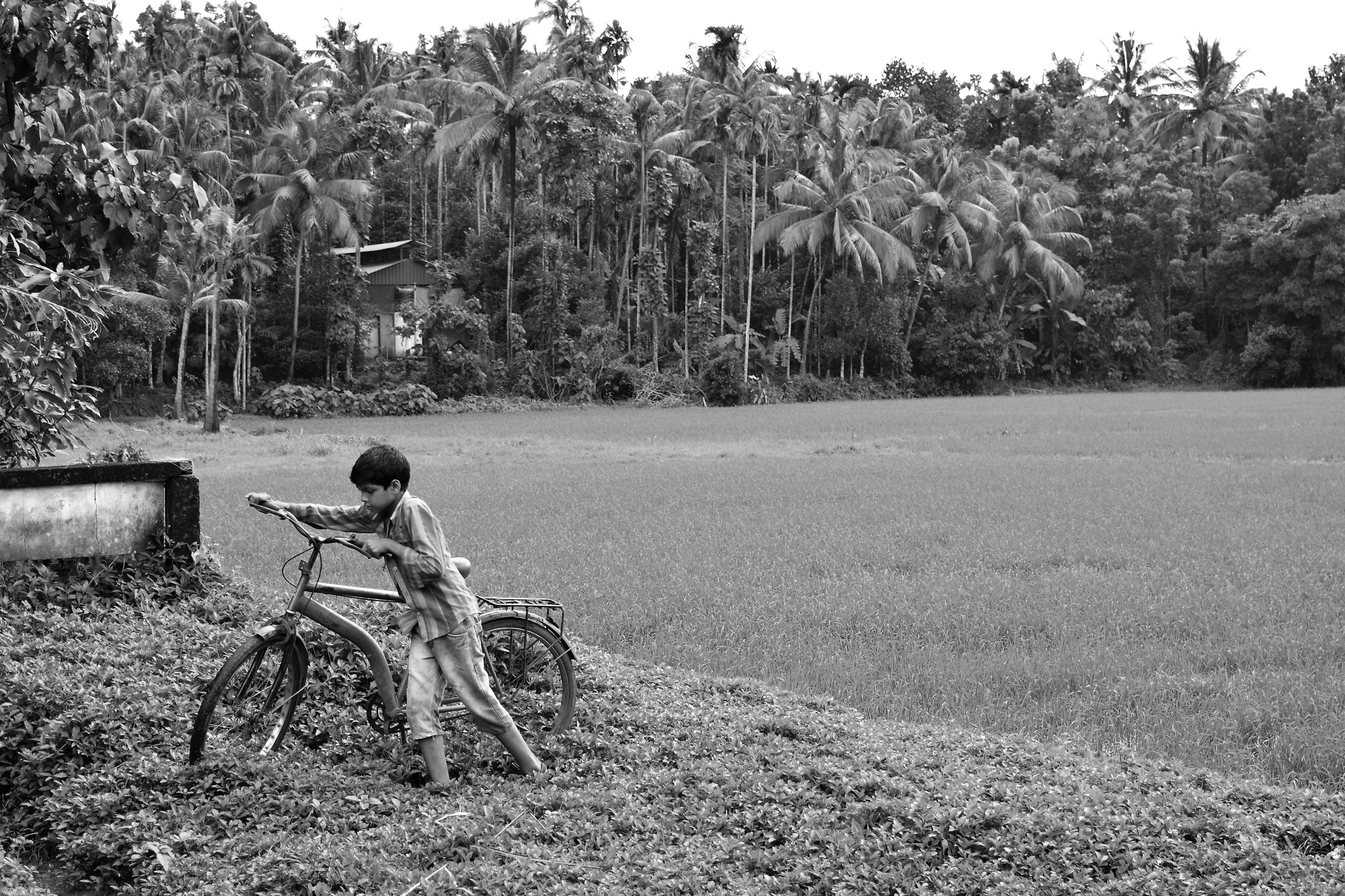 child on a cycle in a paddy field in the village of Chengaloor