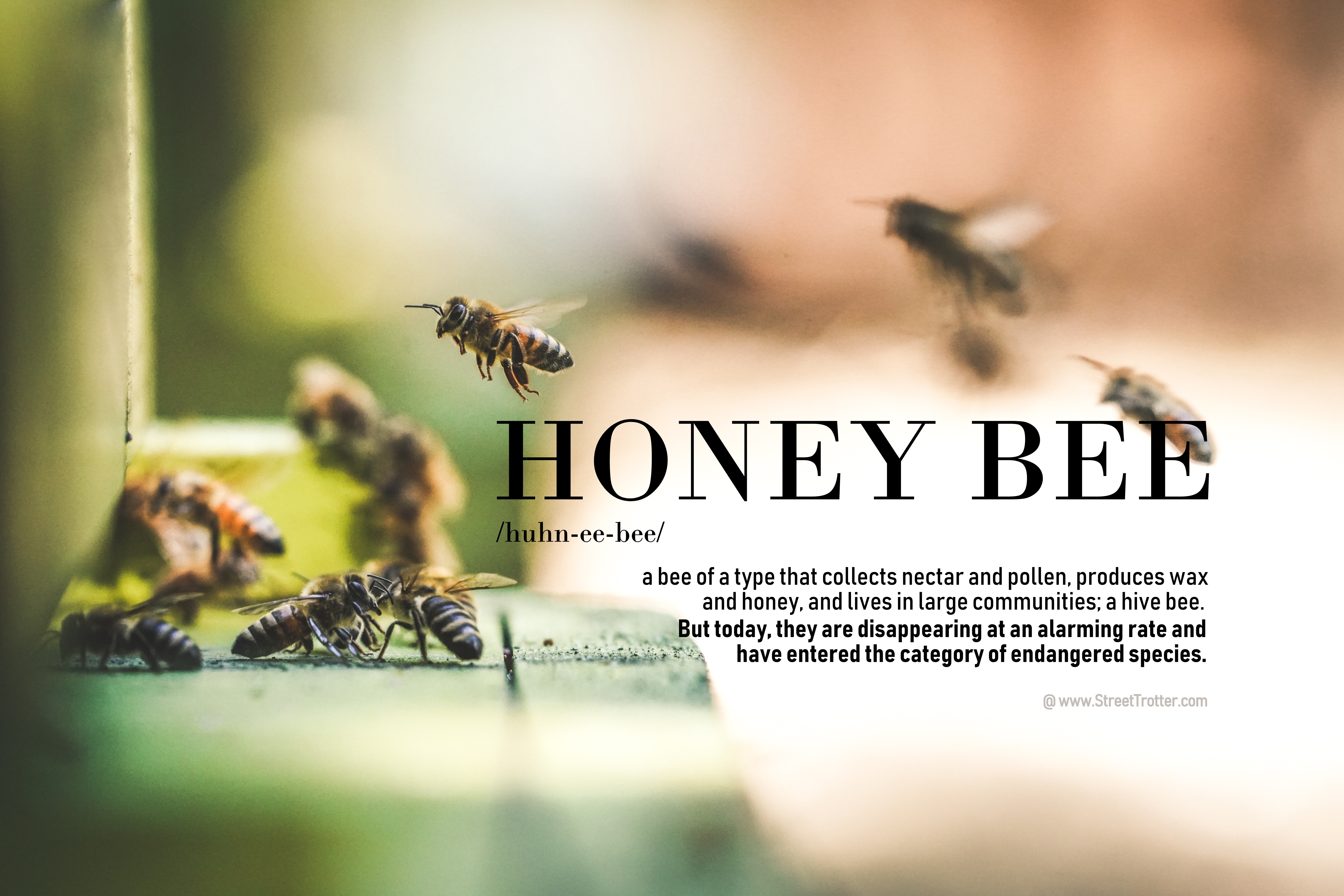 honey - bees - streetrotter
